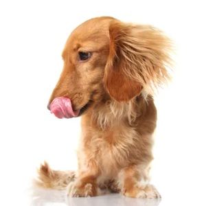 Meet your Posher, Peter